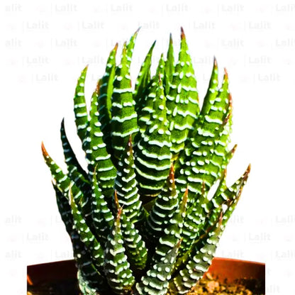 Buy Zebra Haworthia Cone (Haworthia Attenuata) - Plant Online at Lalitenterprise