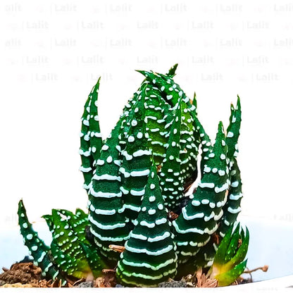 Buy Zebra Haworthia Cone - Plant Online at Lalitenterprise