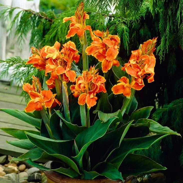 Buy Canna Lily - Plant Online at Lalitenterprise