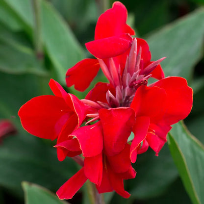 Buy Canna Lily - Plant Online at Lalitenterprise