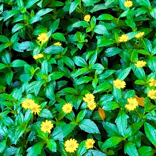 Buy Wedelia (Sphagneticola Trilobata) - Plant Online at Lalitenterprise