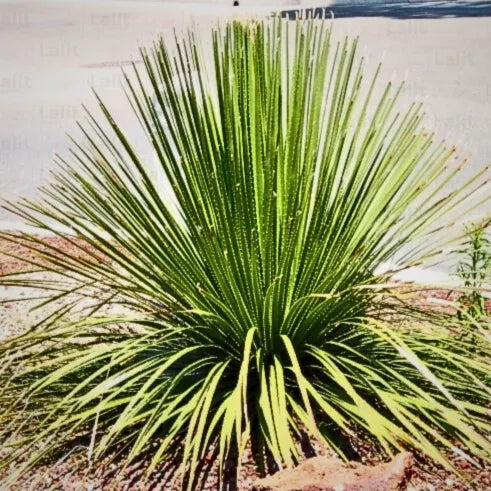 Buy Yucca Serratifolia (Dasylirion Serratifolium) - Plant Online at Lalitenterprise