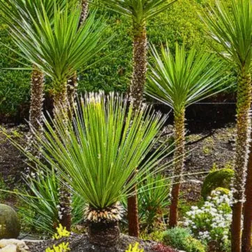 Buy Yucca Serratifolia (Dasylirion Serratifolium) - Plant Online at Lalitenterprise