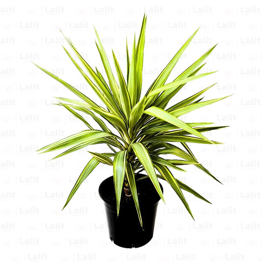 Buy Yucca Silver / Variegated Yucca - Plant Online at Lalitenterprise