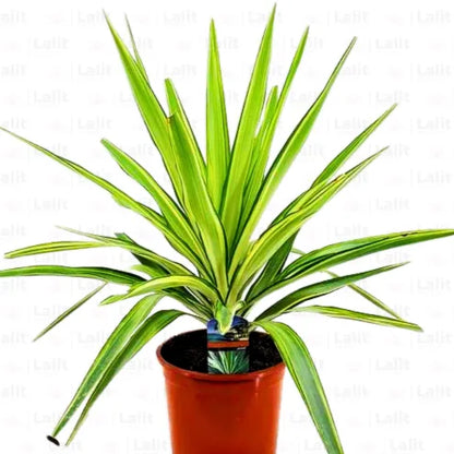 Buy Yucca Silver - Plant Online at Lalitenterprise