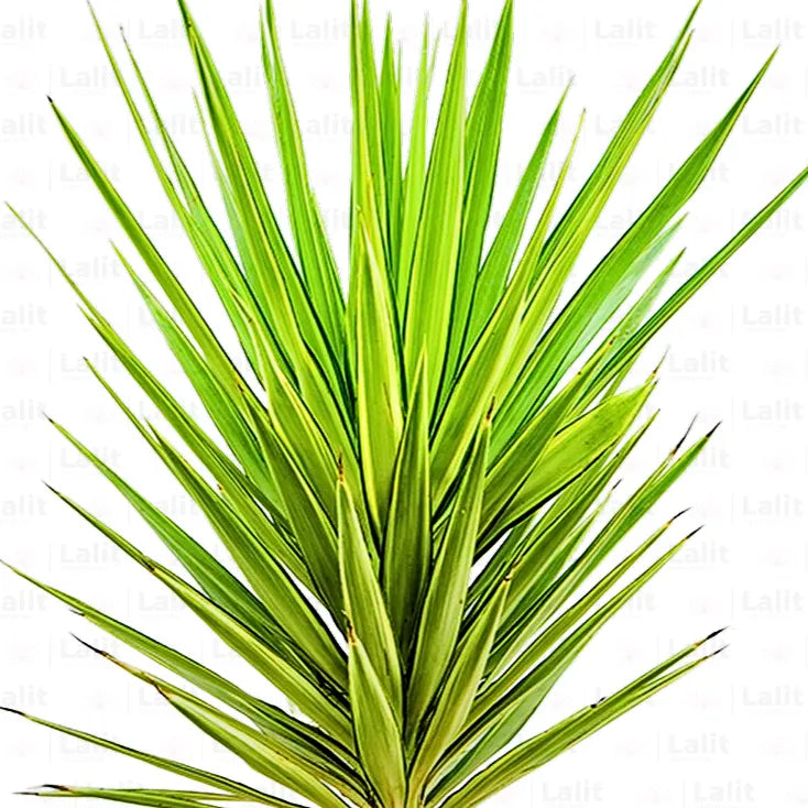 Buy  Variegated Yucca - Plant Online at Lalitenterprise