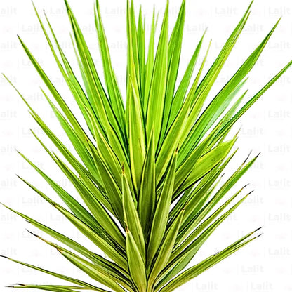 Buy  Variegated Yucca - Plant Online at Lalitenterprise