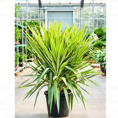 Buy Yucca Silver / Variegated Yucca - Plant Online at Lalitenterprise