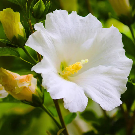 Buy Hibiscus Desi "Gurhal" White Flower - Plant Online at Lalitenterprise