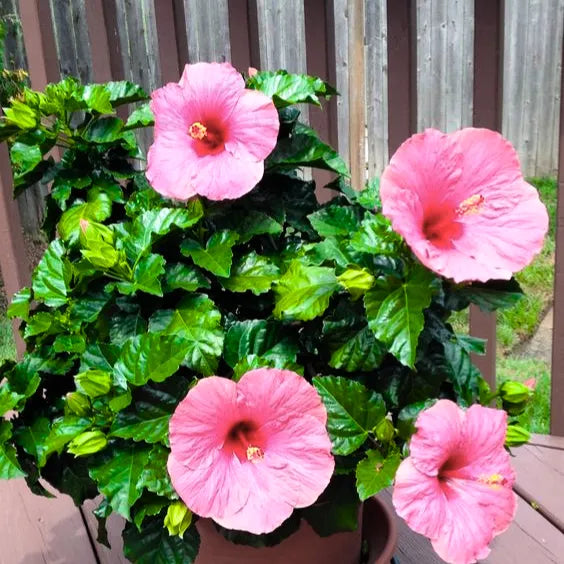 Buy Hibiscus Desi "Gurhal" Light Pink Flower - Plant Online at Lalitenterprise