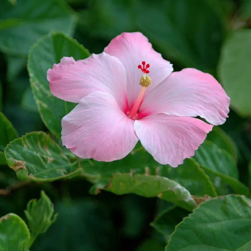 Buy Hibiscus Desi "Gurhal" Pink Flower - Plant Online at Lalitenterprise