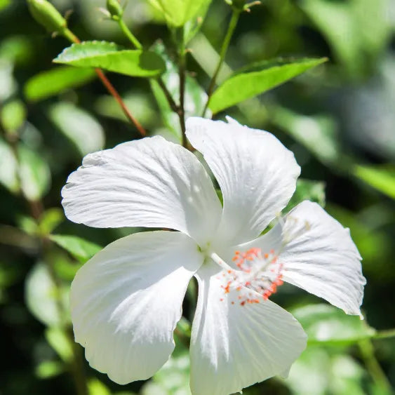 Buy Hibiscus Desi "Gurhal" White Flower - Plant Online at Lalitenterprise