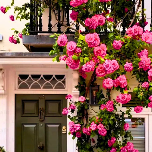 Buy Creeping  Rose Plant (Pink) Online at Lalitenterprise