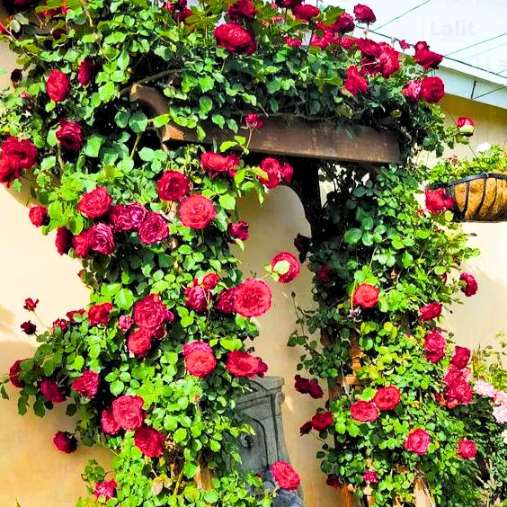 Buy Creeping, Climbing Rose (Red) - Plant Online at Lalitenterprise