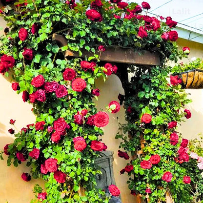 Buy Creeping, Climbing Rose (Red) - Plant Online at Lalitenterprise