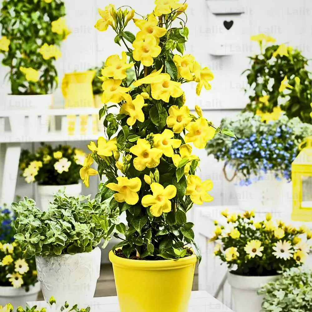 Buy Bignonia Gracilis Creeper " Yellow" Plant Online at Lalitenterprise