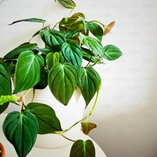 Buy Philodendron Micans (Velvet Leaf Philodendron) - Plant Online at Lalitenterprise