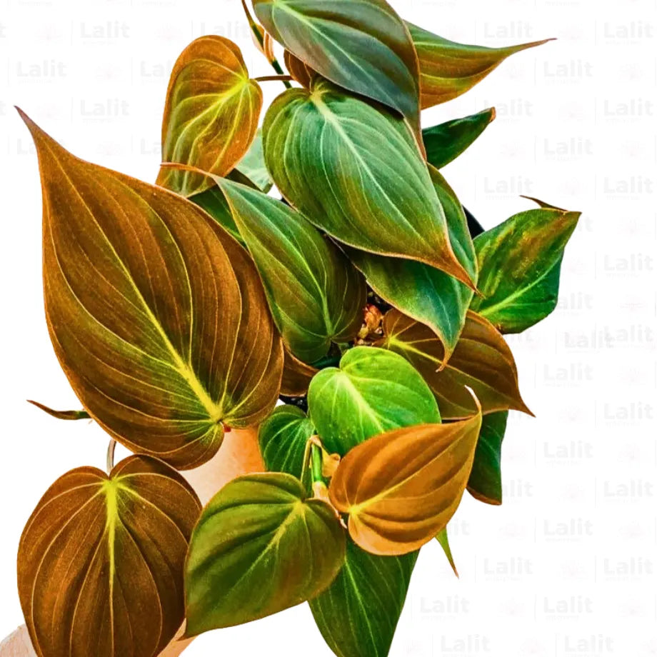 Buy Velvet Leaf Philodendron - Plant Online at Lalitenterprise