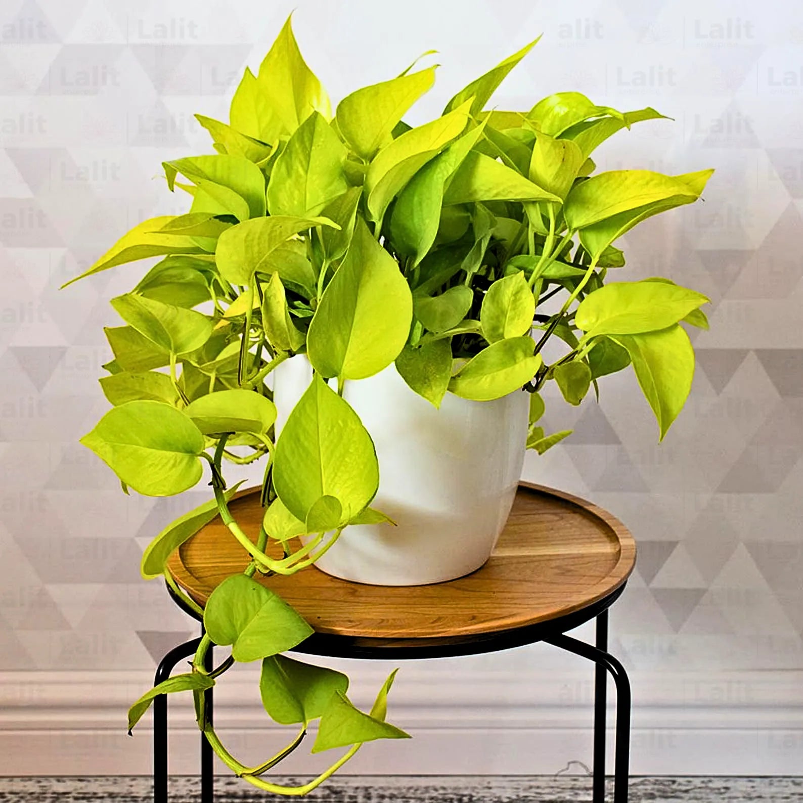 Buy Neon Pothos (Golden Money Plant) Online at Lalitenterprise