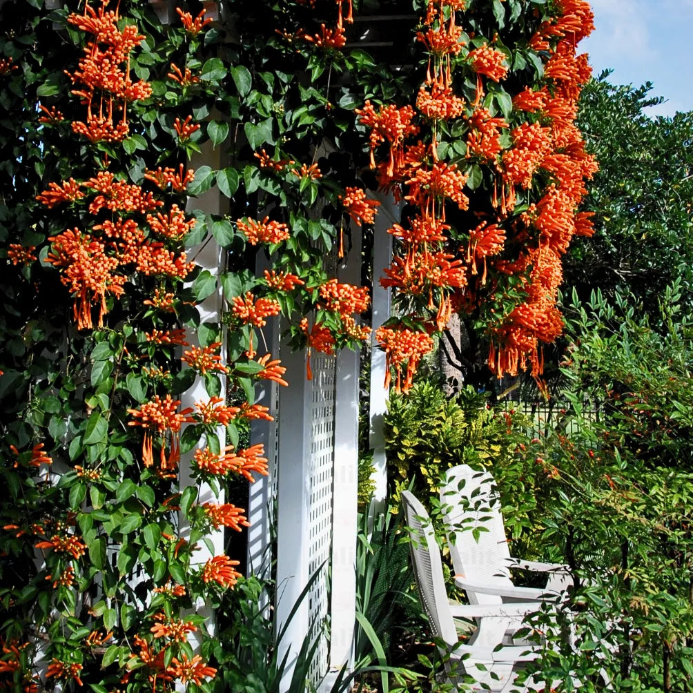 Buy Trumpet Vine (Campsis Radicans) - Plant Online at Lalitenterprise