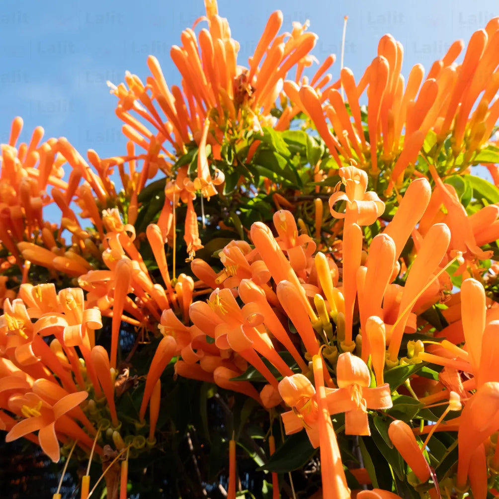 Buy Trumpet Vine - Plant Online at Lalitenterprise