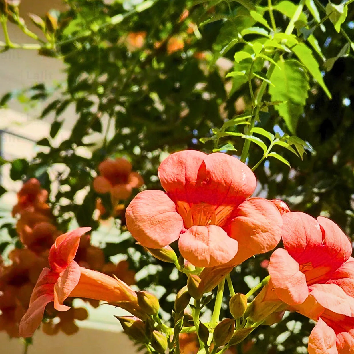 Tecoma Vine (Honeysuckle) - Plant