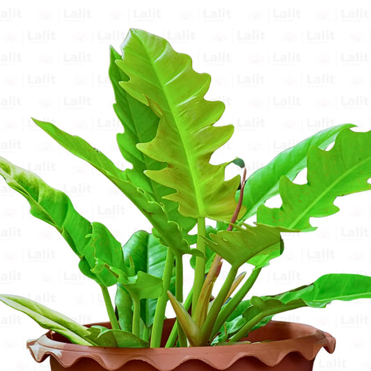 Buy Philodendron 'Ring of Fire' - Plant Online at Lalitenterprise