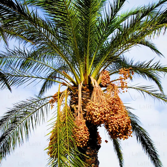 Buy Date Palm (Phoenix Dactylifera) - Plant Online at Lalitenterprise