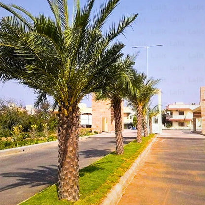 Buy Date Palm (Phoenix Dactylifera) - Plant Online at Lalitenterprise