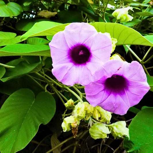 Buy Elephant Creeper (Argyreia Nervosa) - Plant Online at Lalitenterprise