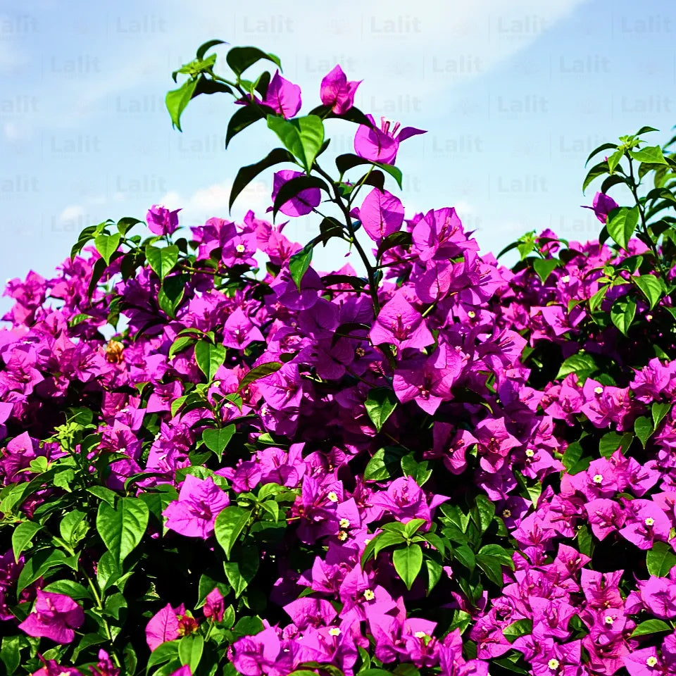 Buy Bougainvillea Glabra - Plant Online at Lalitenterprise