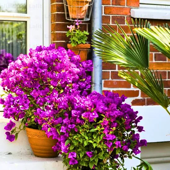 Buy Bougainvillea Glabra (Paperflower) - Plant Online at Lalitenterprise