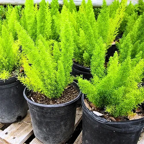 Buy Asparagus Foxtail Fern - Plant "Wholesale" Online at Lalitenterprise