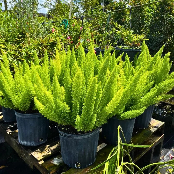 Buy Asparagus Foxtail Fern - Plant "Wholesale" Online at Lalitenterprise