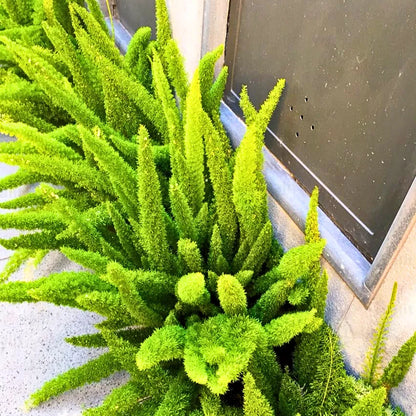 Buy Asparagus Foxtail Fern - Plant "Wholesale" Online at Lalitenterprise