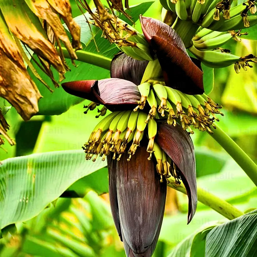 Buy Dwarf Banana - Plant Online at Lalitenterprise