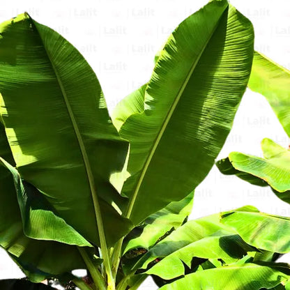 Buy Dwarf Banana (Musa Acuminata) - Plant Online at Lalitenterprise