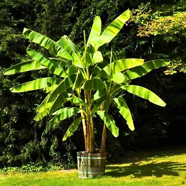 Buy Dwarf Musa Acuminata - Plant Online at Lalitenterprise