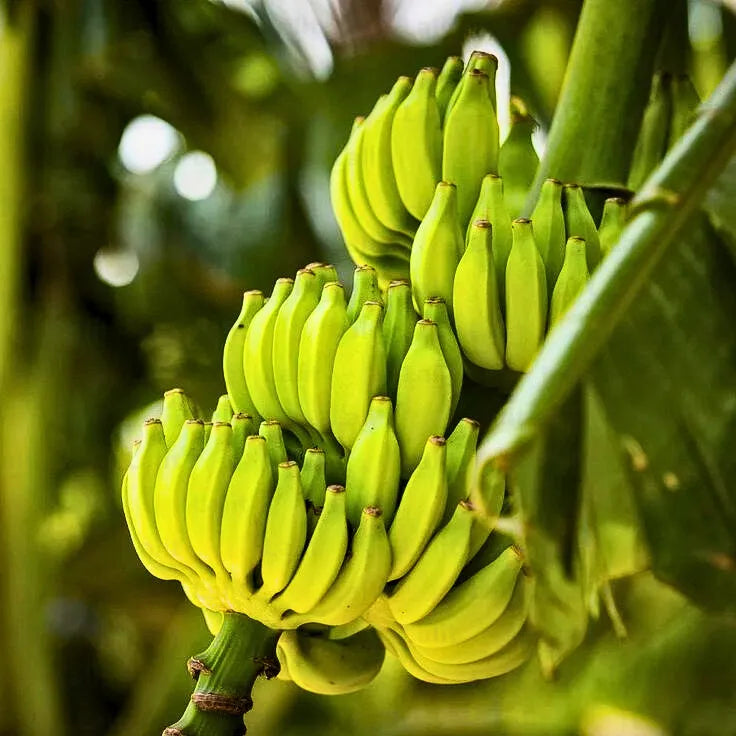 Buy Dwarf Banana  - Plant Online at Lalitenterprise