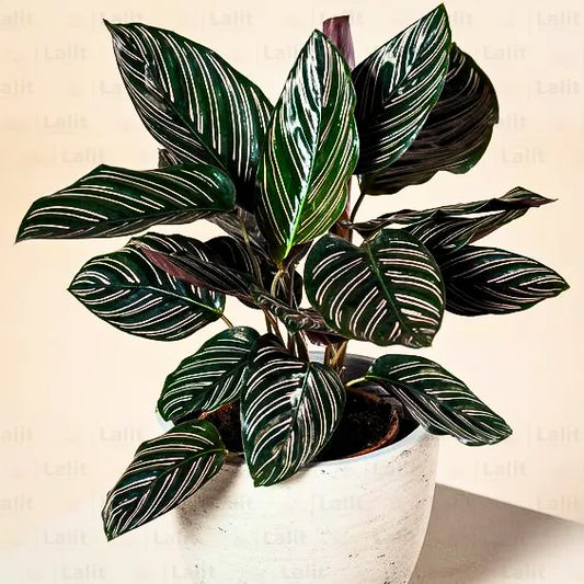 Buy Marantha Ornata Plant (Maranta Majestica, Calathea Ornata) - Plant Online at Lalitenterprise