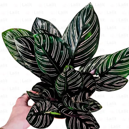 Buy  Calathea Ornata - Plant Online at Lalitenterprise