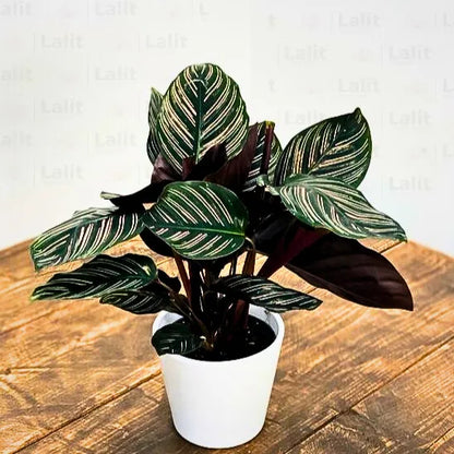 Buy Marantha Ornata Plant (Maranta Majestica, Calathea Ornata) - Plant Online at Lalitenterprise