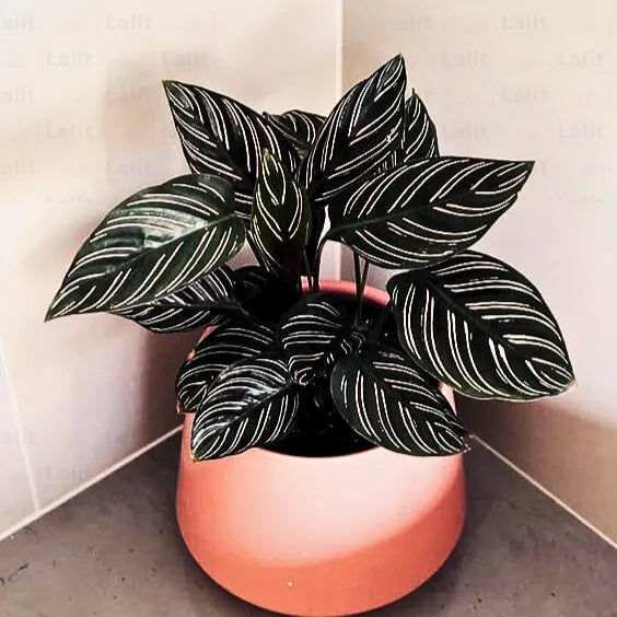 Buy Maranta Majestica - Plant Online at Lalitenterprise