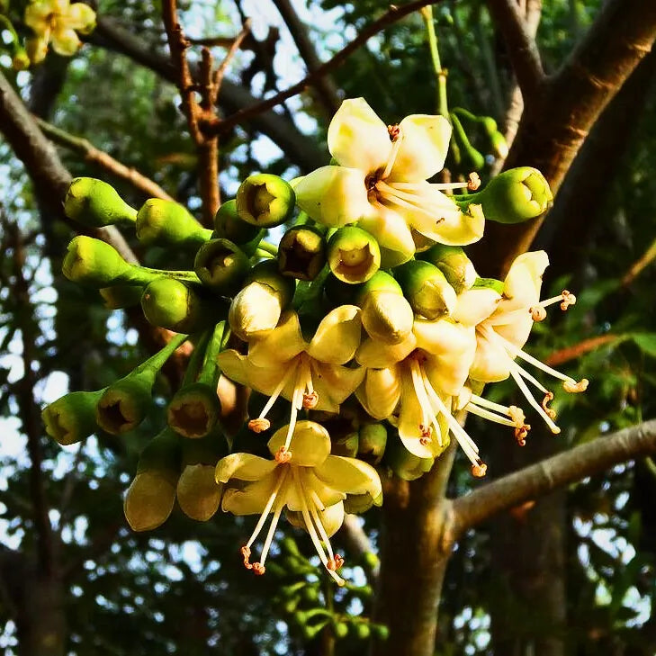 Buy Kapok "Silk Cotton" (Ceiba Pentandra) - Plant Online at Lalitenterprise