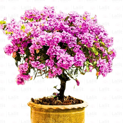 Buy Bougainvillea Round Shape (Lavender) - Plant Online at Lalitenterprise