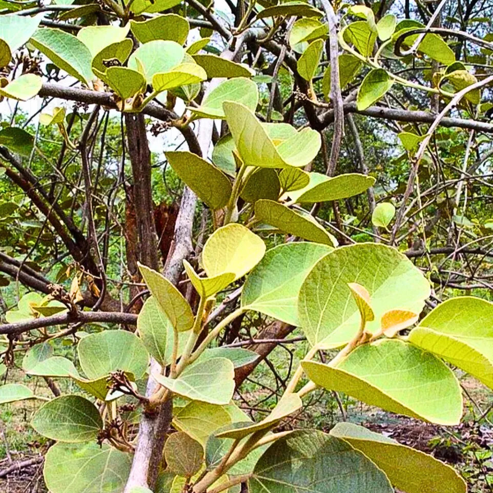 Buy Dahiman "Dahipalas" (Cordia Macleodii) - Plant Online at Lalitenterprise