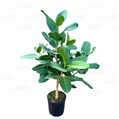 Buy Banyan Tree (Ficus Benghalensis) "Ficus Audrey | Bargad" - Plant Online at Lalitenterprise