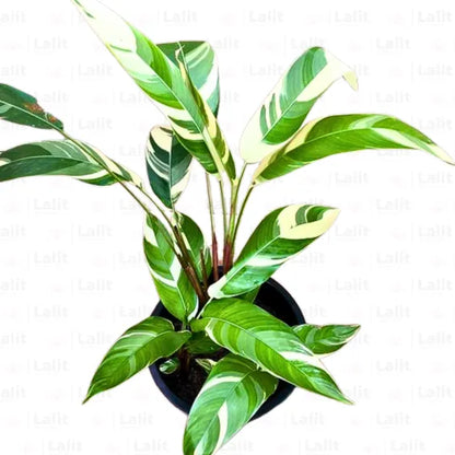 Buy Heliconia Variegated 'Lady Di' (Heliconia Psittacorum) - Plant Online at Lalitenterprise