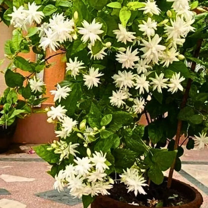 Buy Jasminum Sambac 'Madan Mogra' - Plant Online at Lalitenterprise