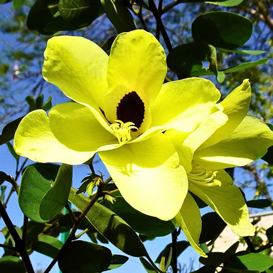 Buy Bauhinia Tomentosa (Yellow Bauhinia) - Plant Online at Lalitenterprise